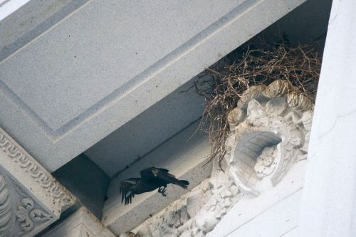 City Hall Raven Nest